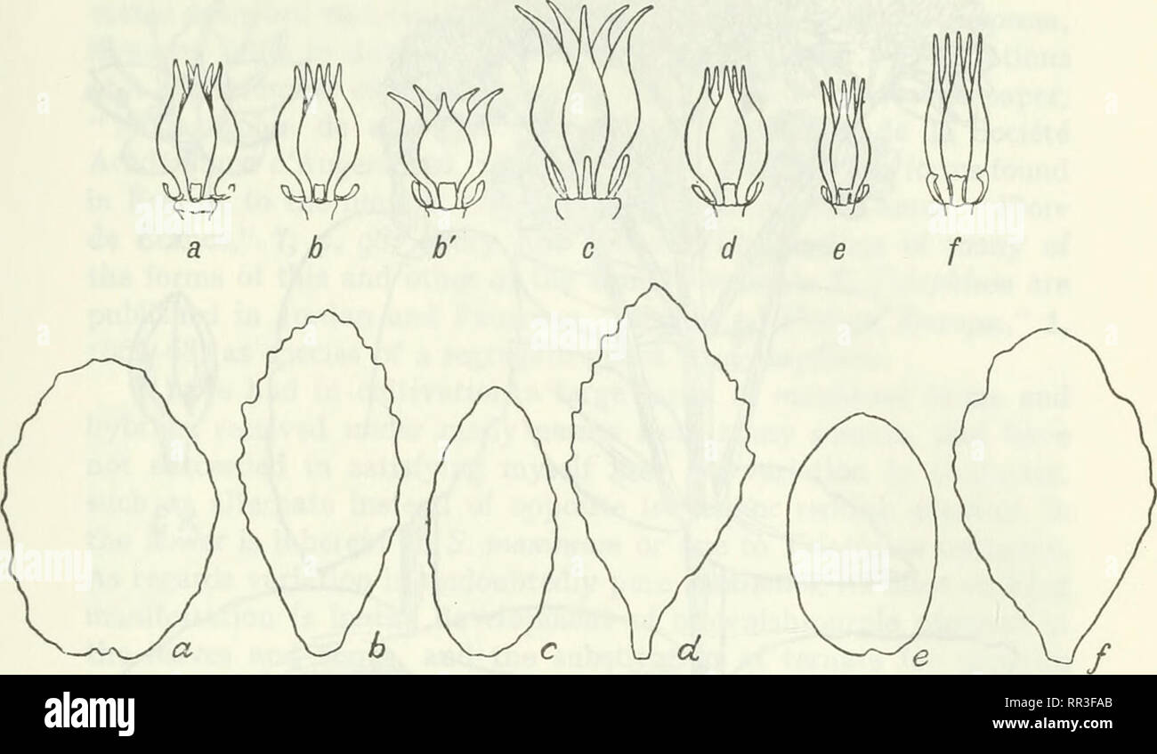 . An account of the genus Sedum as found in cultivation. Sedum; Crassulaceae. ACCOUNT OF GENUS SEDUM AS FOUND IN CULTIVATION. 79 that the leaf affinities are quite different from the flower affinities. The only two nearly related species in the whole section which display. Fig. 36.—Gyncecium and leaf of species of Telephium section, a, maximum ; b, purpureum ; b', purpureum ? ; c, Taquetii ; d, alboroseum ; e, pseudospec- iabile ; f, speciabile. Gynoecia X 3. Leaves X J- their affinity throughout the various parts of the plant are S. Sieholdii and S. cauticolum. Series I. ERECTICAULES. Group I Stock Photo