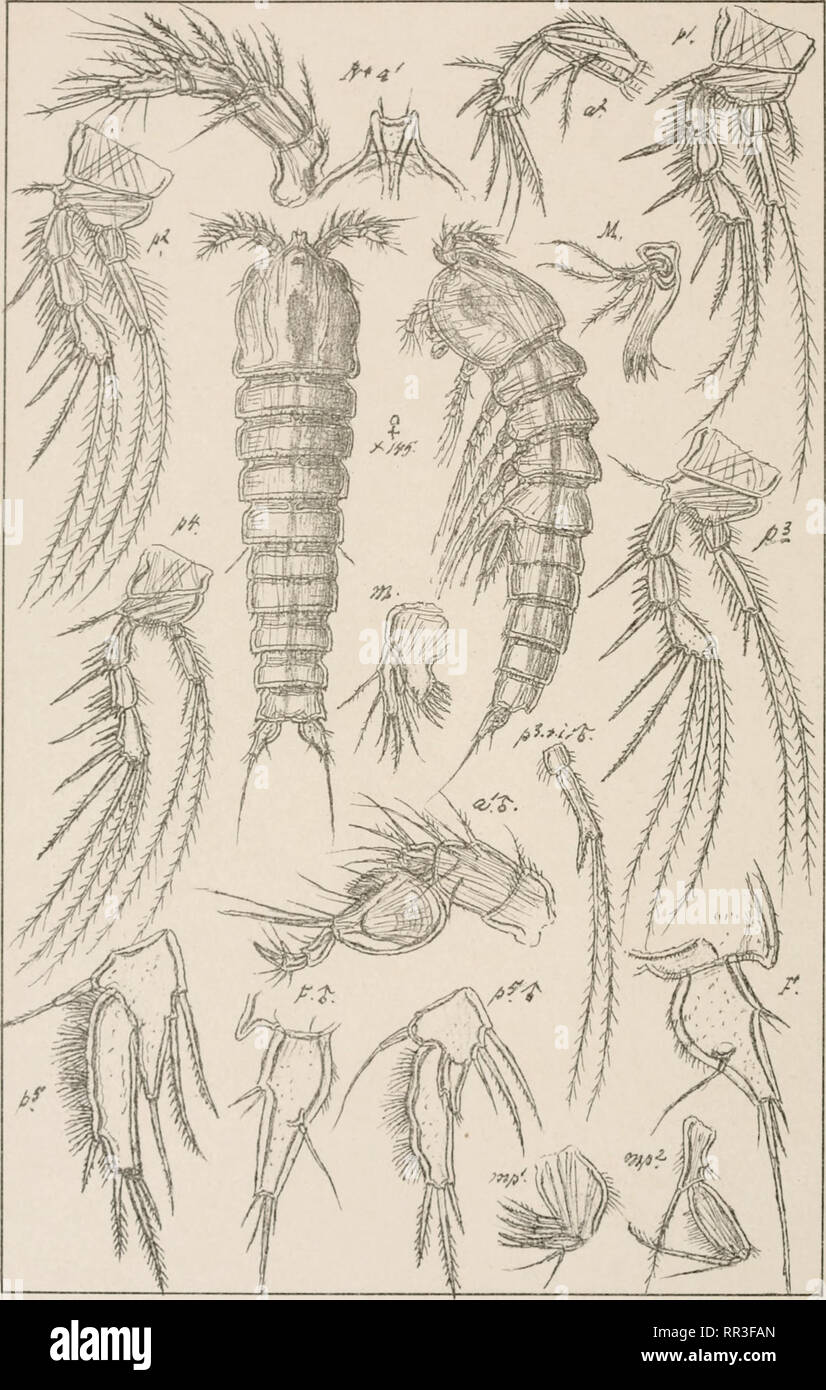 . An account of the Crustacea of Norway, with short descriptions and figures of all the species. Crustacea -- Norway. Cletodidce L opepoda Harpacticoida PI. CCV.. G.O.Sars.autogr Norsk UthqrOfficm Enhydrosoma curticaudatum Boeck. Please note that these images are extracted from scanned page images that may have been digitally enhanced for readability - coloration and appearance of these illustrations may not perfectly resemble the original work.. Sars, G. O. (Georg Ossian), 1837-1927. Christiania, Copenhagen, A. Cammermeyer Stock Photo