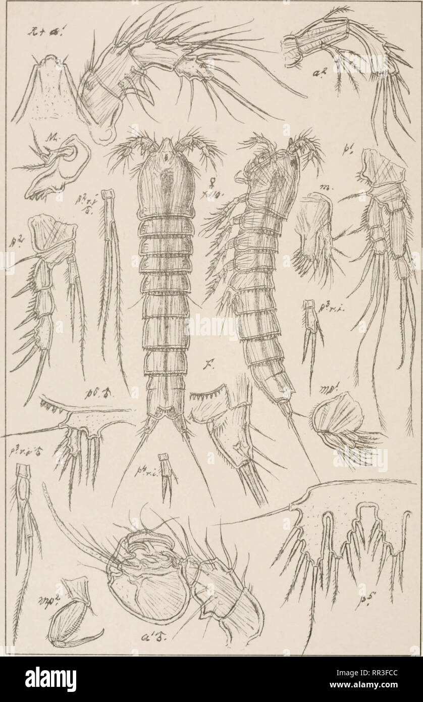 . An account of the Crustacea of Norway, with short descriptions and figures of all the species. Crustacea -- Norway. Cletodidae. Uopepoda Harpacticoida P1.CXCK.. G.O.Sars.autogr Orthopsyllus linearis (Glaus) Norsk LithgrOfficin. Please note that these images are extracted from scanned page images that may have been digitally enhanced for readability - coloration and appearance of these illustrations may not perfectly resemble the original work.. Sars, G. O. (Georg Ossian), 1837-1927. Christiania, Copenhagen, A. Cammermeyer Stock Photo