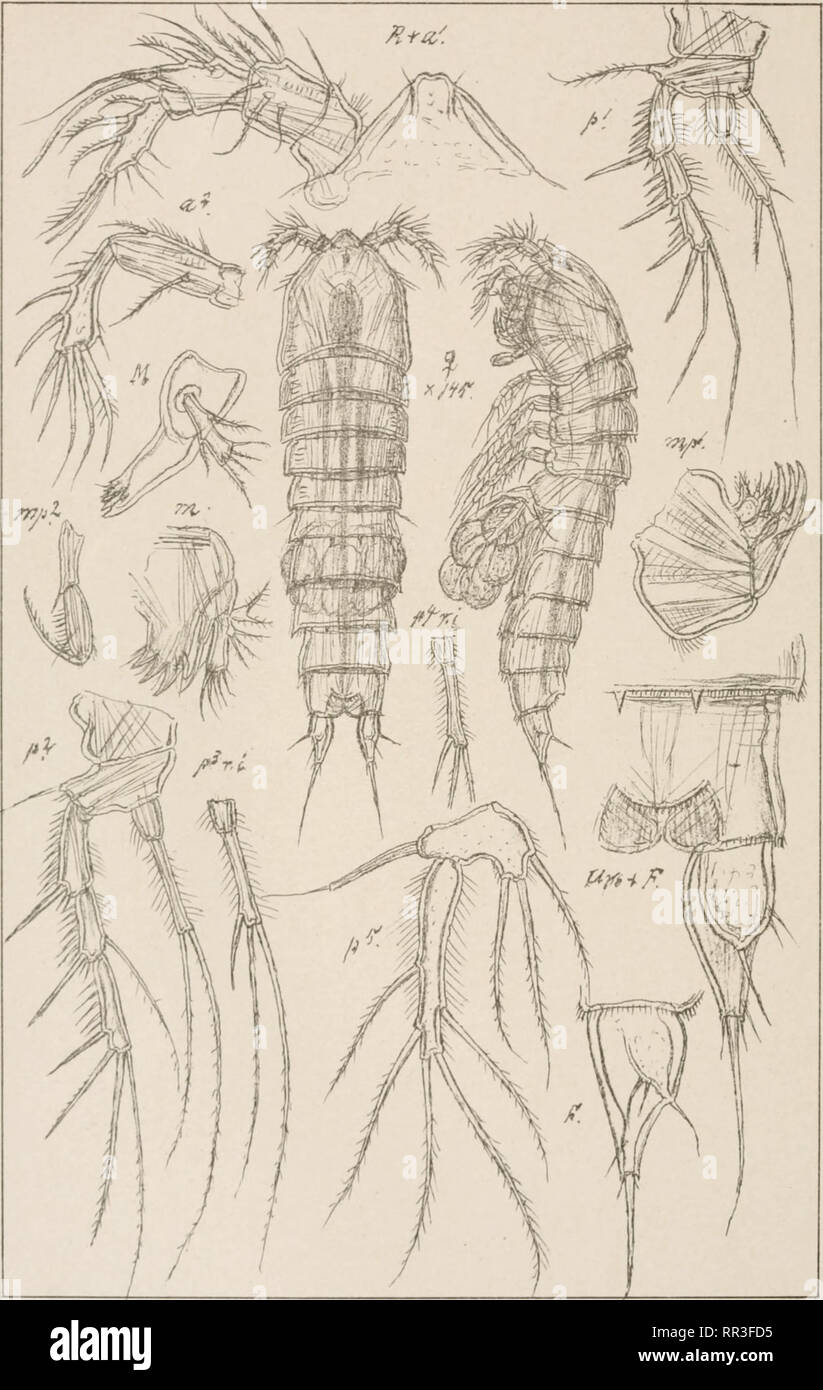 . An account of the Crustacea of Norway, with short descriptions and figures of all the species. Crustacea -- Norway. Cletodidae. Uopepoda Harpacticoida P1.CXCV. G.C Sars.-autogr Cletodes limicola, Brady. Norsk LithgrOfficin. Please note that these images are extracted from scanned page images that may have been digitally enhanced for readability - coloration and appearance of these illustrations may not perfectly resemble the original work.. Sars, G. O. (Georg Ossian), 1837-1927. Christiania, Copenhagen, A. Cammermeyer Stock Photo