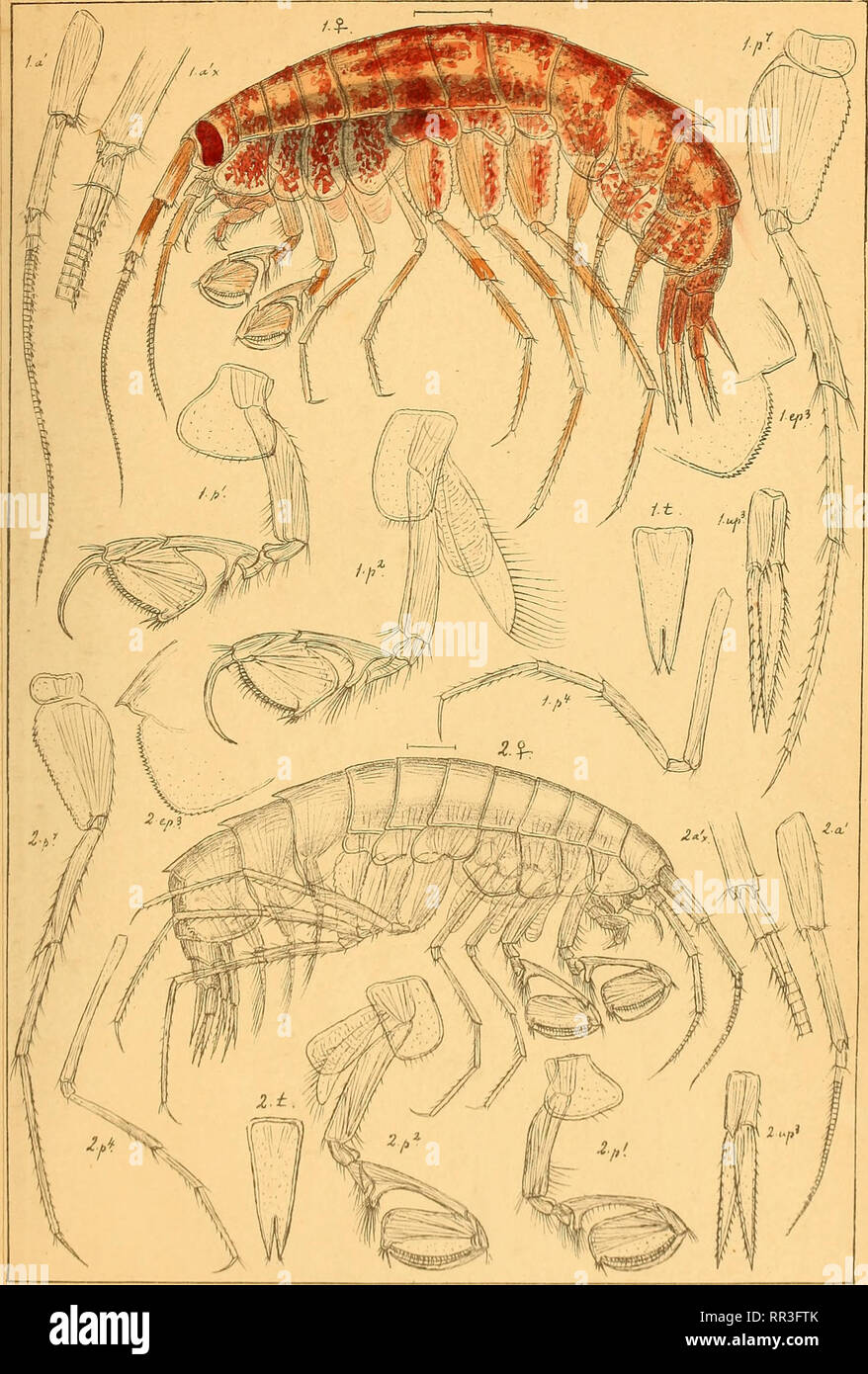 . An account of the Crustacea of Norway, with short descriptions and figures of all the species. Crustacea. Eusiridge. AMPHIPODA PU48.. G.O.Sars auto^r. |. Eusirus longipes, Boeck. 2. EusiTLis leptocarpus,n.sp.. Please note that these images are extracted from scanned page images that may have been digitally enhanced for readability - coloration and appearance of these illustrations may not perfectly resemble the original work.. Sars, G. O. (Georg Ossian), 1837-1927. Christiania, Copenhagen, A. Cammermeyer Stock Photo
