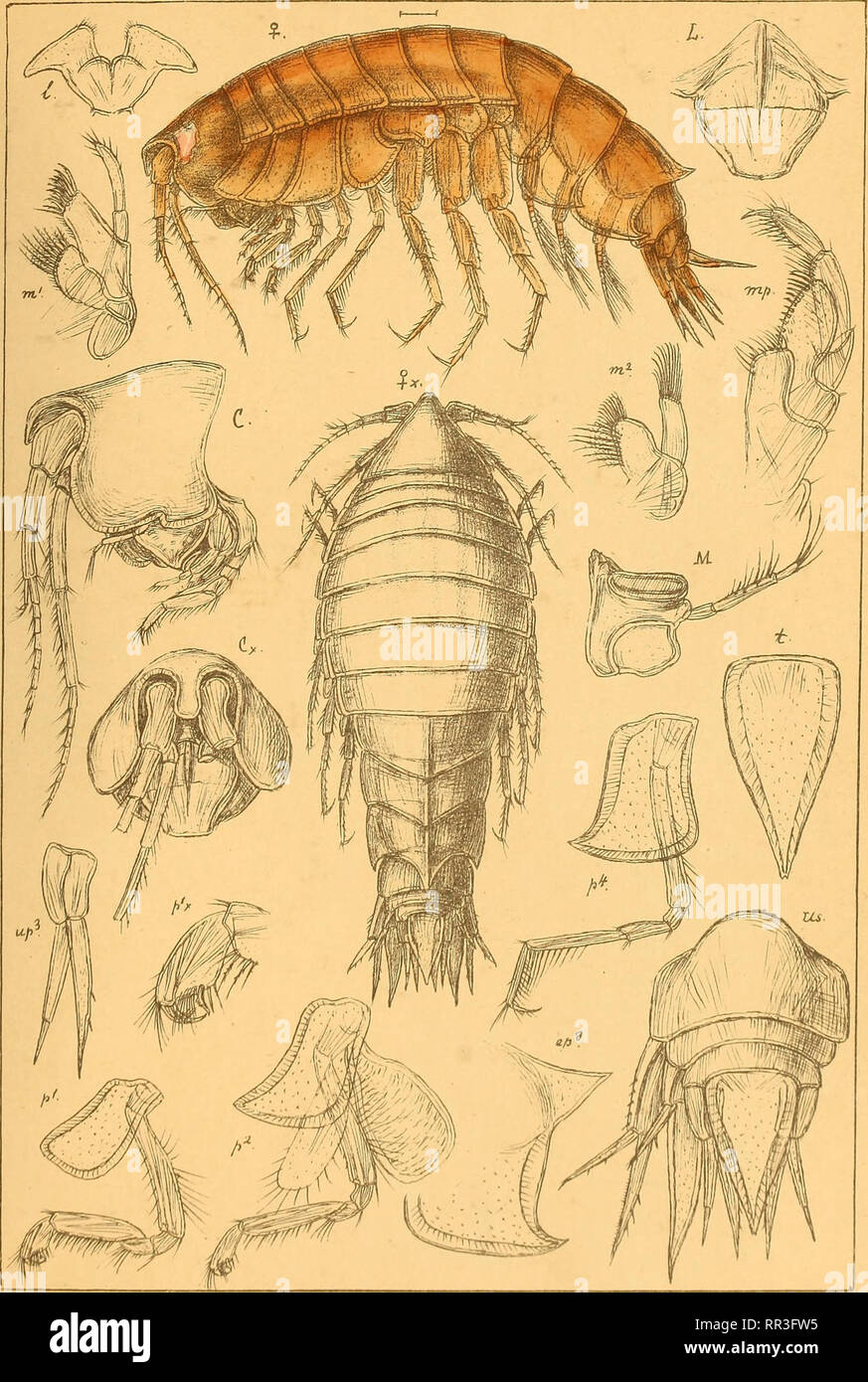 . An account of the Crustacea of Norway, with short descriptions and figures of all the species. Crustacea. Syrrhoidee AMPHIPODA PI. 138.. GO.Sars autoir. „ r x • d i o Bruzelia typica, Boeck.. Please note that these images are extracted from scanned page images that may have been digitally enhanced for readability - coloration and appearance of these illustrations may not perfectly resemble the original work.. Sars, G. O. (Georg Ossian), 1837-1927. Christiania, Copenhagen, A. Cammermeyer Stock Photo