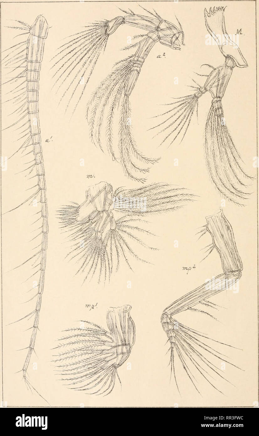 . An account of the Crustacea of Norway, with short descriptions and figures of all the species. Crustacea -- Norway. yEtideidae. Copepoda Calanoida Suppl. PI.V. GO Sars autogr £tideopsis rostrata ,6.0.Sars. (continued) Trykr r den private Opmaalmg Chra. Please note that these images are extracted from scanned page images that may have been digitally enhanced for readability - coloration and appearance of these illustrations may not perfectly resemble the original work.. Sars, G. O. (Georg Ossian), 1837-1927. Christiania, Copenhagen, A. Cammermeyer Stock Photo