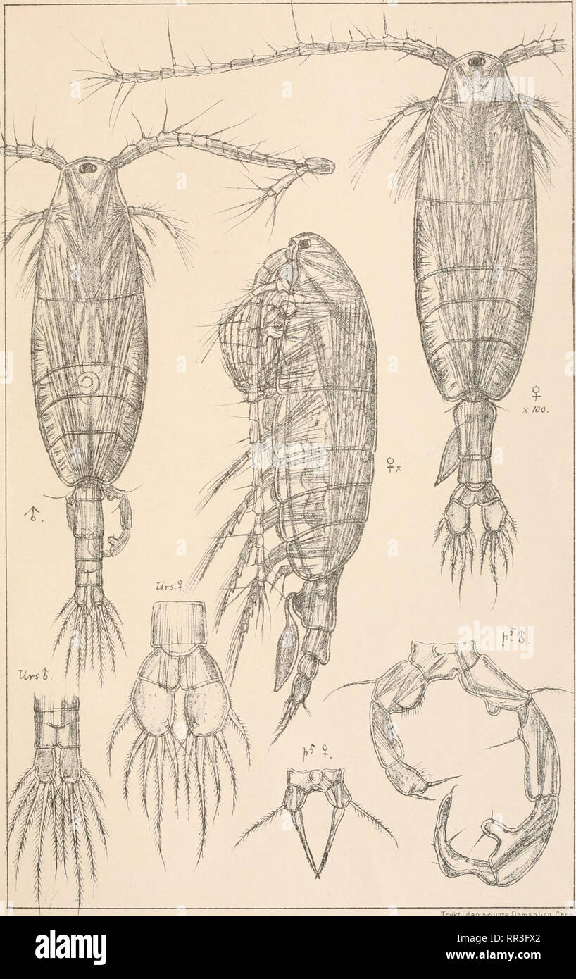 . An account of the Crustacea of Norway, with short descriptions and figures of all the species. Crustacea -- Norway. AcarHidae Copepoda Cala.rLoida PI. CH.. G 0 Sars autogr Acarfia discaudata Giesbrechf. Tryktiden private Opmaalmg.Chra. Please note that these images are extracted from scanned page images that may have been digitally enhanced for readability - coloration and appearance of these illustrations may not perfectly resemble the original work.. Sars, G. O. (Georg Ossian), 1837-1927. Christiania, Copenhagen, A. Cammermeyer Stock Photo