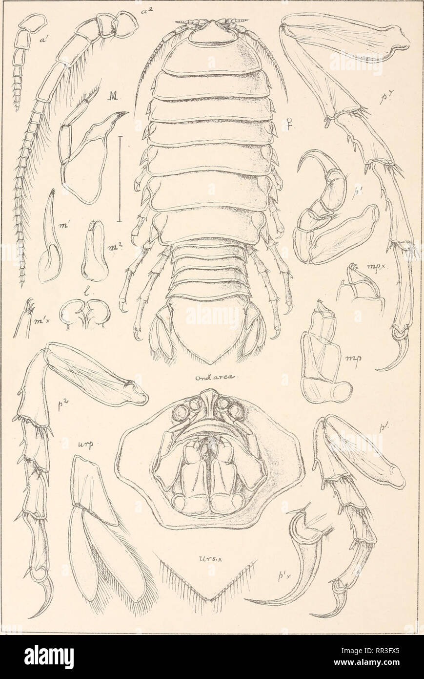 . An account of the Crustacea of Norway, with short descriptions and figures of all the species. Crustacea -- Norway. Algidae. Suppl. PI. I. G.O S ars, autogr. Syscenus infelix, Harger.. Please note that these images are extracted from scanned page images that may have been digitally enhanced for readability - coloration and appearance of these illustrations may not perfectly resemble the original work.. Sars, G. O. (Georg Ossian), 1837-1927. Christiania, Copenhagen, A. Cammermeyer Stock Photo