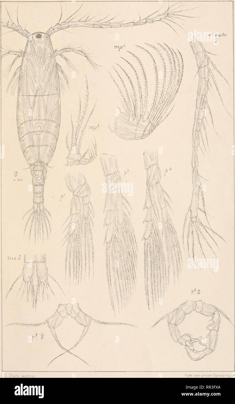 . An account of the Crustacea of Norway, with short descriptions and figures of all the species. Crustacea -- Norway. Acariiidae Copepoda Calanoida PIC.. Acarfia longiremis (Lilljeborg) (continued) den private Qpmaalmg.Chra. Please note that these images are extracted from scanned page images that may have been digitally enhanced for readability - coloration and appearance of these illustrations may not perfectly resemble the original work.. Sars, G. O. (Georg Ossian), 1837-1927. Christiania, Copenhagen, A. Cammermeyer Stock Photo