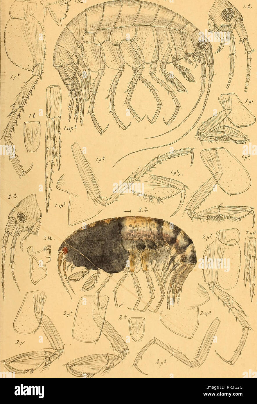. An account of the Crustacea of Norway, with short descriptions and figures of all the species. Crustacea. J5aramphiihoiclae AMPHIPODA PI. 124. / III &lt; (fT^v ^ ^. GO.Sars autoj^r. I.Pararaph|ithoe assimilis .Gi.O.Sars. 2. Parampl^iiy^oe- brevicornis, GO.Sars. J',.:.. Please note that these images are extracted from scanned page images that may have been digitally enhanced for readability - coloration and appearance of these illustrations may not perfectly resemble the original work.. Sars, G. O. (Georg Ossian), 1837-1927. Christiania, Copenhagen, A. Cammermeyer Stock Photo