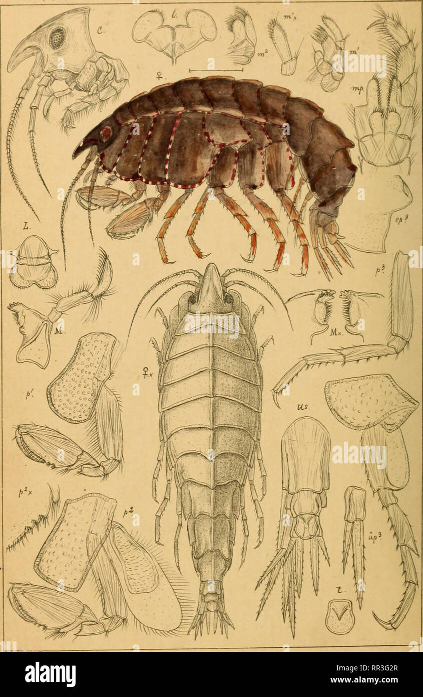 . An account of the Crustacea of Norway, with short descriptions and figures of all the species. Crustacea. 'Pavamphit'hoic)a&amp; AMPHIPODA ?1 121. GOSars auto^r. ?leustes panoplus,( Kroner.) SBttl. Please note that these images are extracted from scanned page images that may have been digitally enhanced for readability - coloration and appearance of these illustrations may not perfectly resemble the original work.. Sars, G. O. (Georg Ossian), 1837-1927. Christiania, Copenhagen, A. Cammermeyer Stock Photo