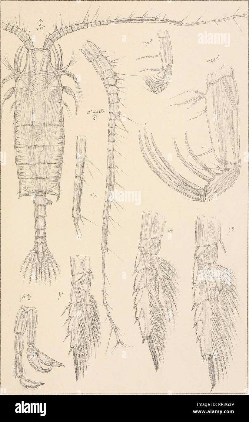 . An account of the Crustacea of Norway, with short descriptions and figures of all the species. Crustacea -- Norway. Candaciidae Copepoda Calanoxda PI. XC •-• i - .— — -i-*- r &quot;. G 0 Sars autogr. Candacia norvegica , Boeck (continued ', Trykt i den private Uprnaalmg.Chra. Please note that these images are extracted from scanned page images that may have been digitally enhanced for readability - coloration and appearance of these illustrations may not perfectly resemble the original work.. Sars, G. O. (Georg Ossian), 1837-1927. Christiania, Copenhagen, A. Cammermeyer Stock Photo