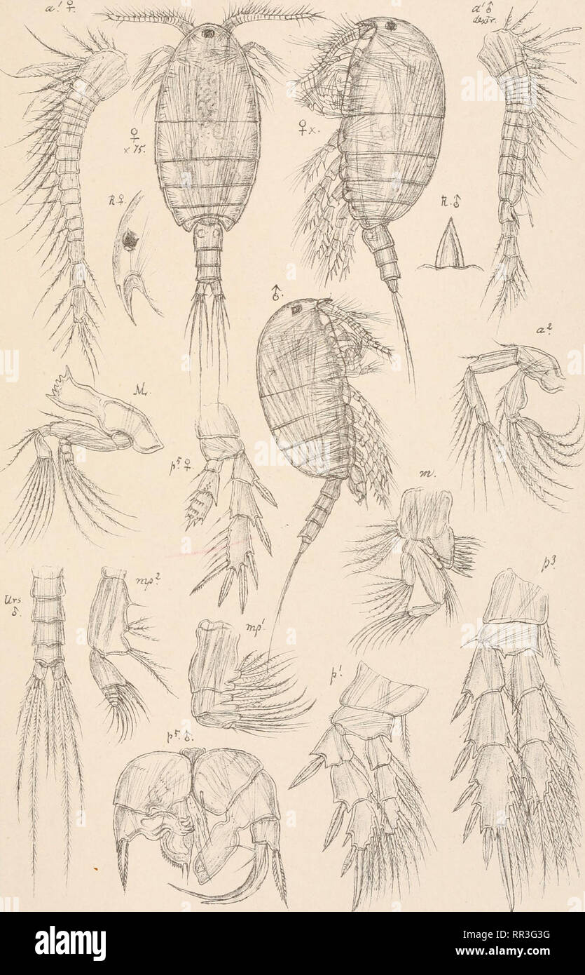 . An account of the Crustacea of Norway, with short descriptions and figures of all the species. Crustacea -- Norway. Pseudocyclopidae Copepoda Calanoida. PI. LXXXV •. GO.Sars airtogr. Tryktiden private Opmaalmg.Chra Pseudocyclops obtusatus , Brady. Please note that these images are extracted from scanned page images that may have been digitally enhanced for readability - coloration and appearance of these illustrations may not perfectly resemble the original work.. Sars, G. O. (Georg Ossian), 1837-1927. Christiania, Copenhagen, A. Cammermeyer Stock Photo