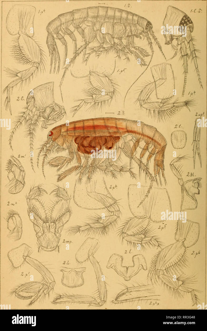 . An account of the Crustacea of Norway, with short descriptions and figures of all the species. Crustacea. Oediceridee. AMPHIPODA PI. 111. Go.Sars auto^r. i. Perioculodes fongimanus, CSp.Bale.) 2 Pontocrates Rorvegicus, Boeck. a'' ' wlO tVi. Please note that these images are extracted from scanned page images that may have been digitally enhanced for readability - coloration and appearance of these illustrations may not perfectly resemble the original work.. Sars, G. O. (Georg Ossian), 1837-1927. Christiania, Copenhagen, A. Cammermeyer Stock Photo