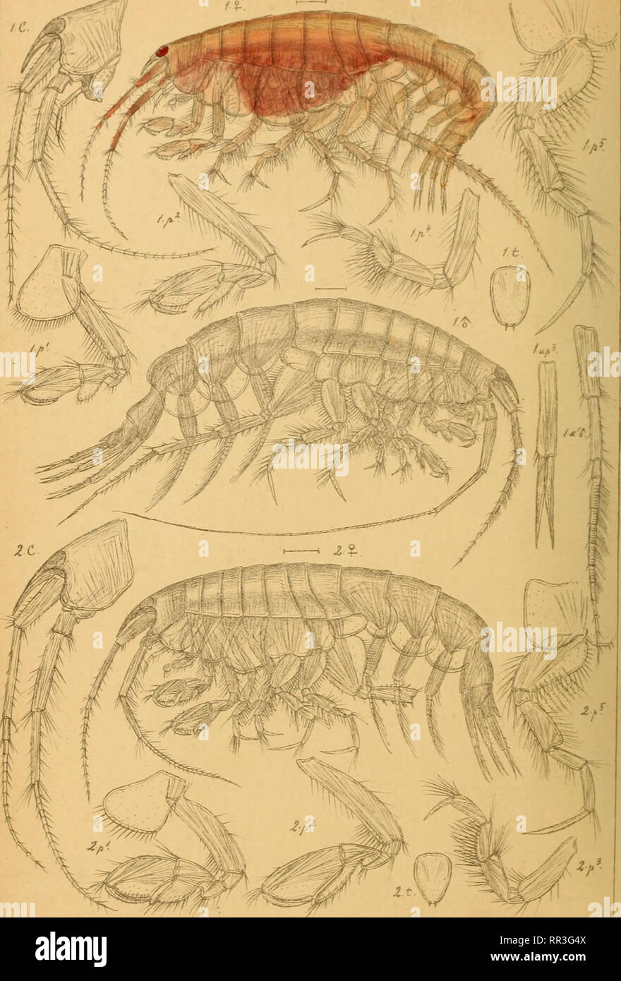 . An account of the Crustacea of Norway, with short descriptions and figures of all the species. Crustacea. Osdiceridae. AMPHIPODA PI. 109.. I G.OSars auto^r. | Monoculodes Packard!, Boeck^ 2. Monoculodes tenuirosiratus, Boeck. ttita. Please note that these images are extracted from scanned page images that may have been digitally enhanced for readability - coloration and appearance of these illustrations may not perfectly resemble the original work.. Sars, G. O. (Georg Ossian), 1837-1927. Christiania, Copenhagen, A. Cammermeyer Stock Photo