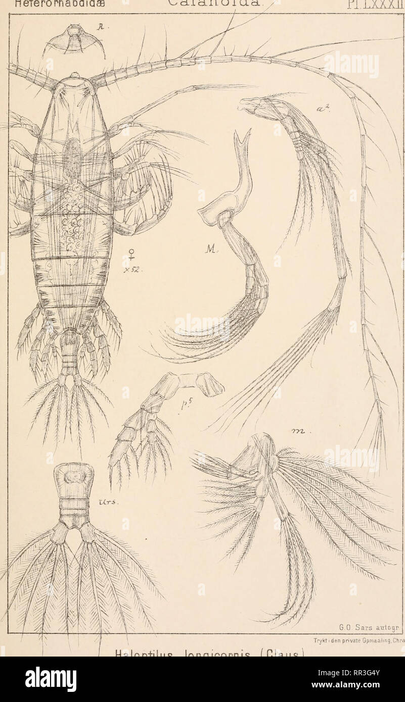 . An account of the Crustacea of Norway, with short descriptions and figures of all the species. Crustacea -- Norway. HeierorhabdidaB Copepoda Calanoida. P1LXXXH. Tryktiden private Opmaalir,g,Chra Haloptilus longicornis, (Glaus. Please note that these images are extracted from scanned page images that may have been digitally enhanced for readability - coloration and appearance of these illustrations may not perfectly resemble the original work.. Sars, G. O. (Georg Ossian), 1837-1927. Christiania, Copenhagen, A. Cammermeyer Stock Photo
