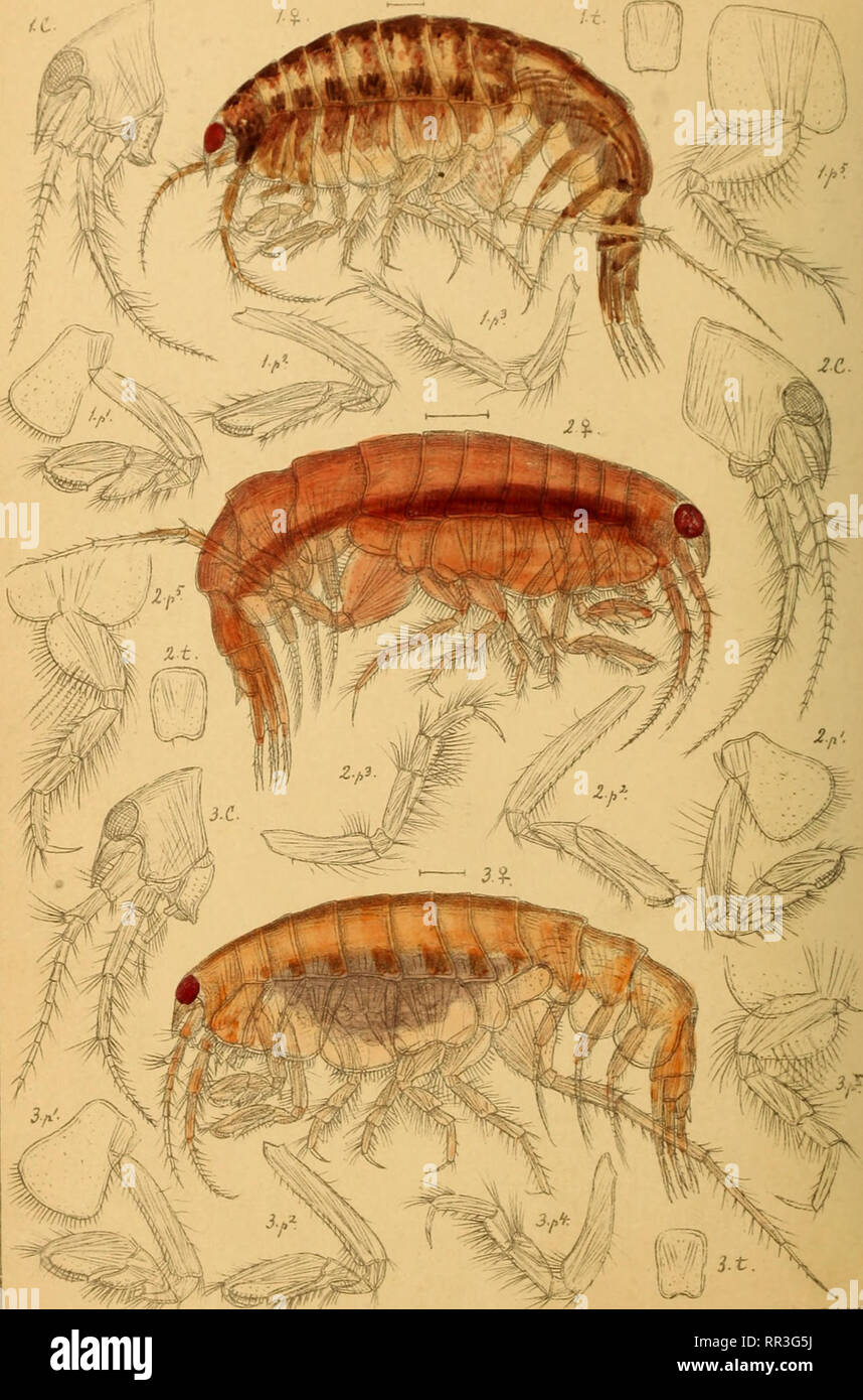 . An account of the Crustacea of Norway, with short descriptions and figures of all the species. Crustacea. Oediceridae. AMPHIPODA PI. 107. I G.OSars auto^r. | Monoculodes norvegicus, Boeck. 2. Monoculodes falcatus, n.sp. 3. Monoculodes tubercula+us, Boeck ,. Please note that these images are extracted from scanned page images that may have been digitally enhanced for readability - coloration and appearance of these illustrations may not perfectly resemble the original work.. Sars, G. O. (Georg Ossian), 1837-1927. Christiania, Copenhagen, A. Cammermeyer Stock Photo