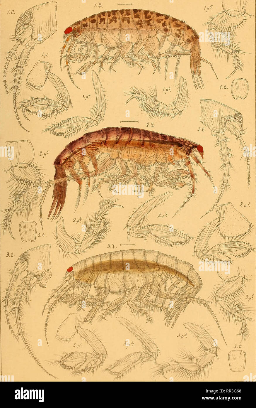 . An account of the Crustacea of Norway, with short descriptions and figures of all the species. Crustacea. Csdiceridae. AMPHiPODA Pk 106.. G.OSars auto^r. |[/|onoculodGS tesseliatus, Schneider. 2.Monoculodes borealis, Boeck. 3.Monoculodes pallidus, n.sp.. Please note that these images are extracted from scanned page images that may have been digitally enhanced for readability - coloration and appearance of these illustrations may not perfectly resemble the original work.. Sars, G. O. (Georg Ossian), 1837-1927. Christiania, Copenhagen, A. Cammermeyer Stock Photo