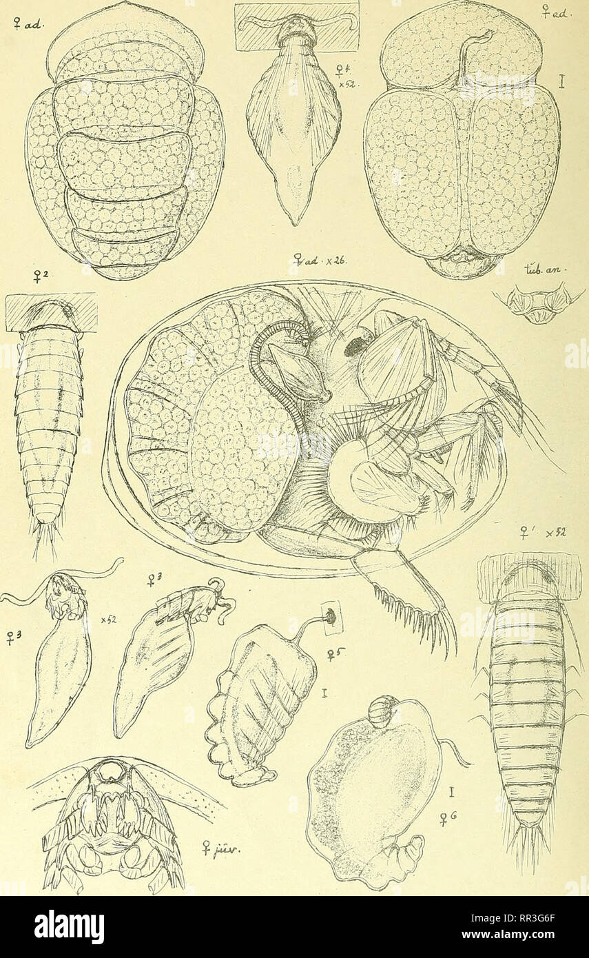 . An account of the Crustacea of Norway, with short descriptions and figures of all the species. Crustacea. Cryptoniscidae. I S OpO da.. PI.37,. GO. S ars, autc gr Cyproniscus cypridinae, G. 0. Sars. £. Please note that these images are extracted from scanned page images that may have been digitally enhanced for readability - coloration and appearance of these illustrations may not perfectly resemble the original work.. Sars, G. O. (Georg Ossian), 1837-1927. Christiania, Copenhagen, A. Cammermeyer Stock Photo