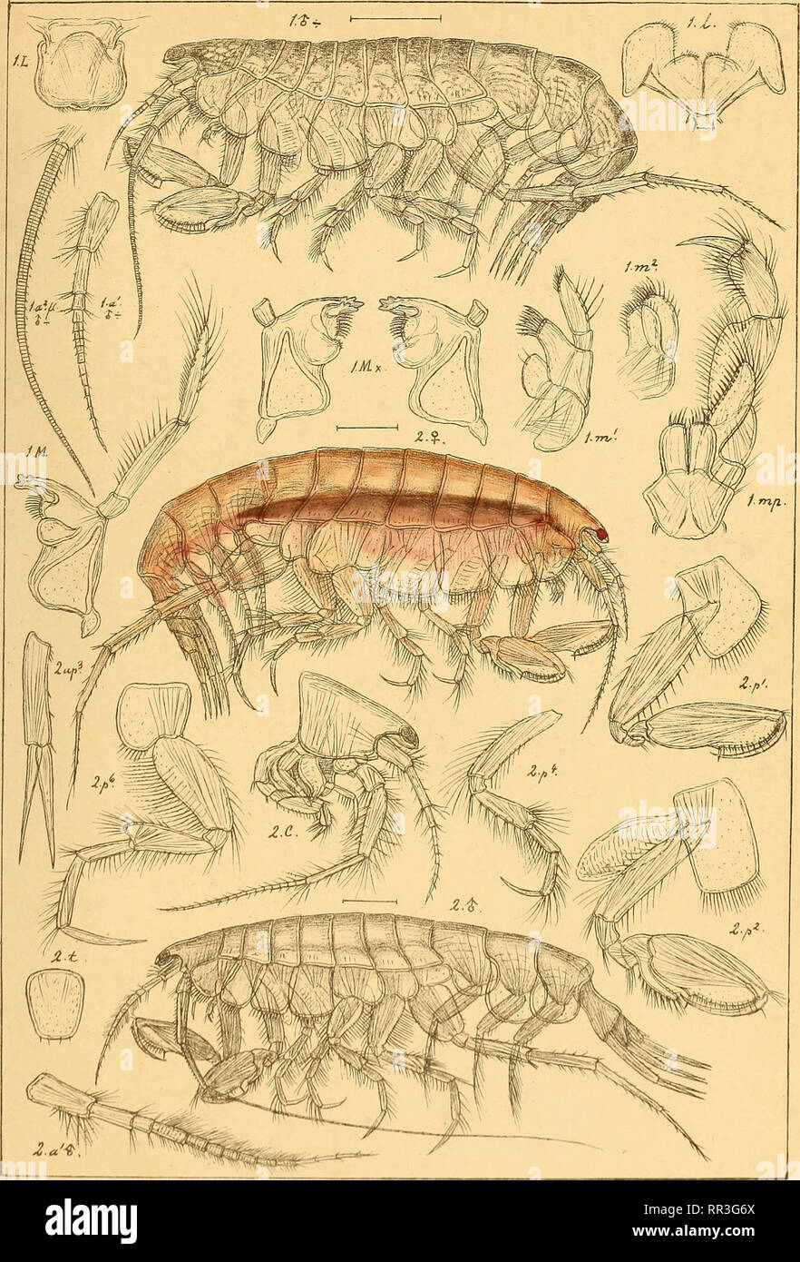 . An account of the Crustacea of Norway, with short descriptions and figures of all the species. Crustacea. Oediceridae. AMPHIPODA PI. 104.. G.Q Sars auto{5,r 1. Paroediceros lynceus, (M.Sars). 2 Paroediceros propinqvus, (Goes). Please note that these images are extracted from scanned page images that may have been digitally enhanced for readability - coloration and appearance of these illustrations may not perfectly resemble the original work.. Sars, G. O. (Georg Ossian), 1837-1927. Christiania, Copenhagen, A. Cammermeyer Stock Photo