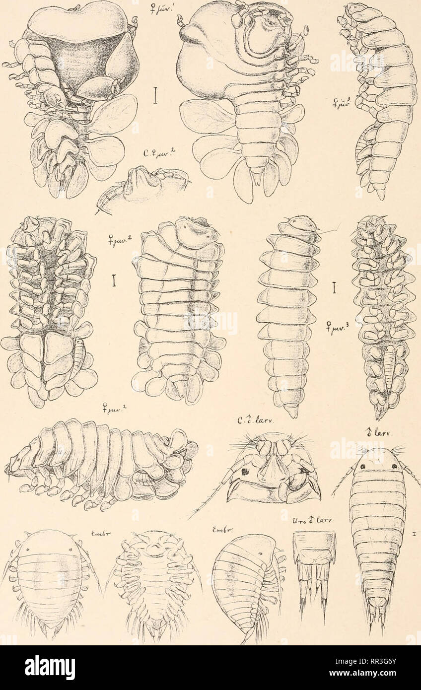 . An account of the Crustacea of Norway, with short descriptions and figures of all the species. Crustacea -- Norway. Bopyridae. I s opo da.. Pl. 91.. G.O. S ars, autogr . Phryxus abdomi nalis, (Kroner), (.continued ).. Please note that these images are extracted from scanned page images that may have been digitally enhanced for readability - coloration and appearance of these illustrations may not perfectly resemble the original work.. Sars, G. O. (Georg Ossian), 1837-1927. Christiania, Copenhagen, A. Cammermeyer Stock Photo