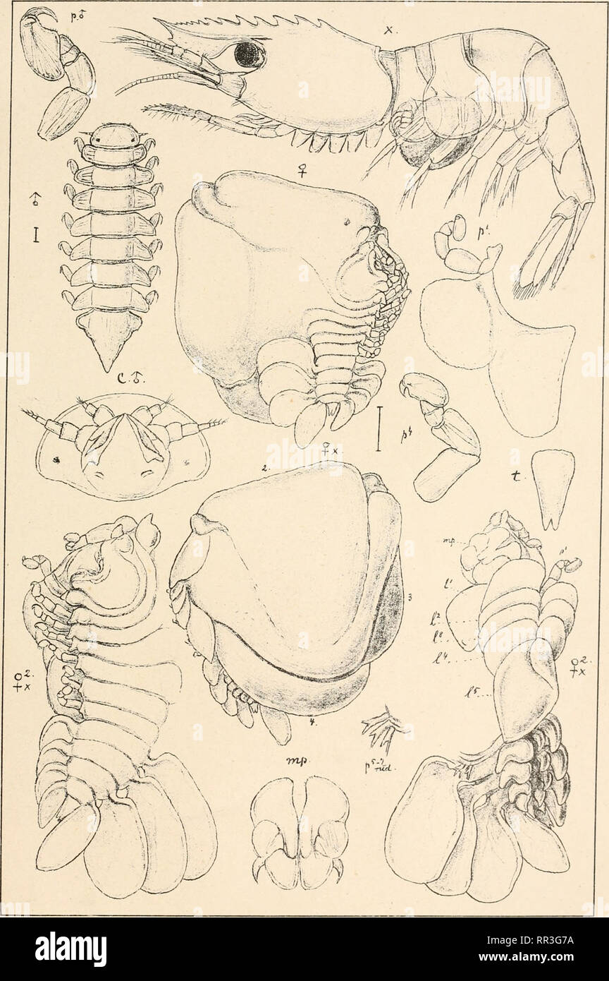 . An account of the Crustacea of Norway, with short descriptions and figures of all the species. Crustacea -- Norway. Bopyridae. I s op o da- i. 90.. G. 0. S ars, autogr. Phryxus abdominalis, (Kroyer).. Please note that these images are extracted from scanned page images that may have been digitally enhanced for readability - coloration and appearance of these illustrations may not perfectly resemble the original work.. Sars, G. O. (Georg Ossian), 1837-1927. Christiania, Copenhagen, A. Cammermeyer Stock Photo