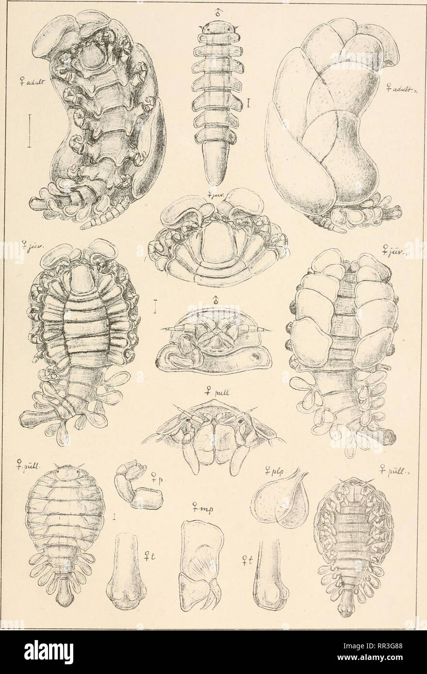 An account of the Crustacea of Norway, with short descriptions and figures  of all the species. Crustacea -- Norway. Bopyridae. I s op o da.. PI. 88.  G.0. S ars, autogr