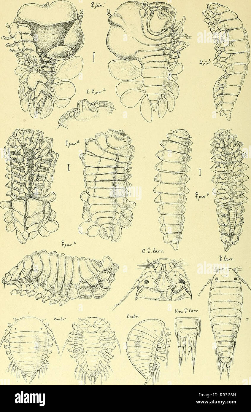 . An account of the Crustacea of Norway, with short descriptions and figures of all the species. Crustacea. Bopyridae. I s op o da.. PI. 91. GO. S ars, autogr Phryxus abdominalis, (Kroner), (.continued ).. Please note that these images are extracted from scanned page images that may have been digitally enhanced for readability - coloration and appearance of these illustrations may not perfectly resemble the original work.. Sars, G. O. (Georg Ossian), 1837-1927. Christiania, Copenhagen, A. Cammermeyer Stock Photo