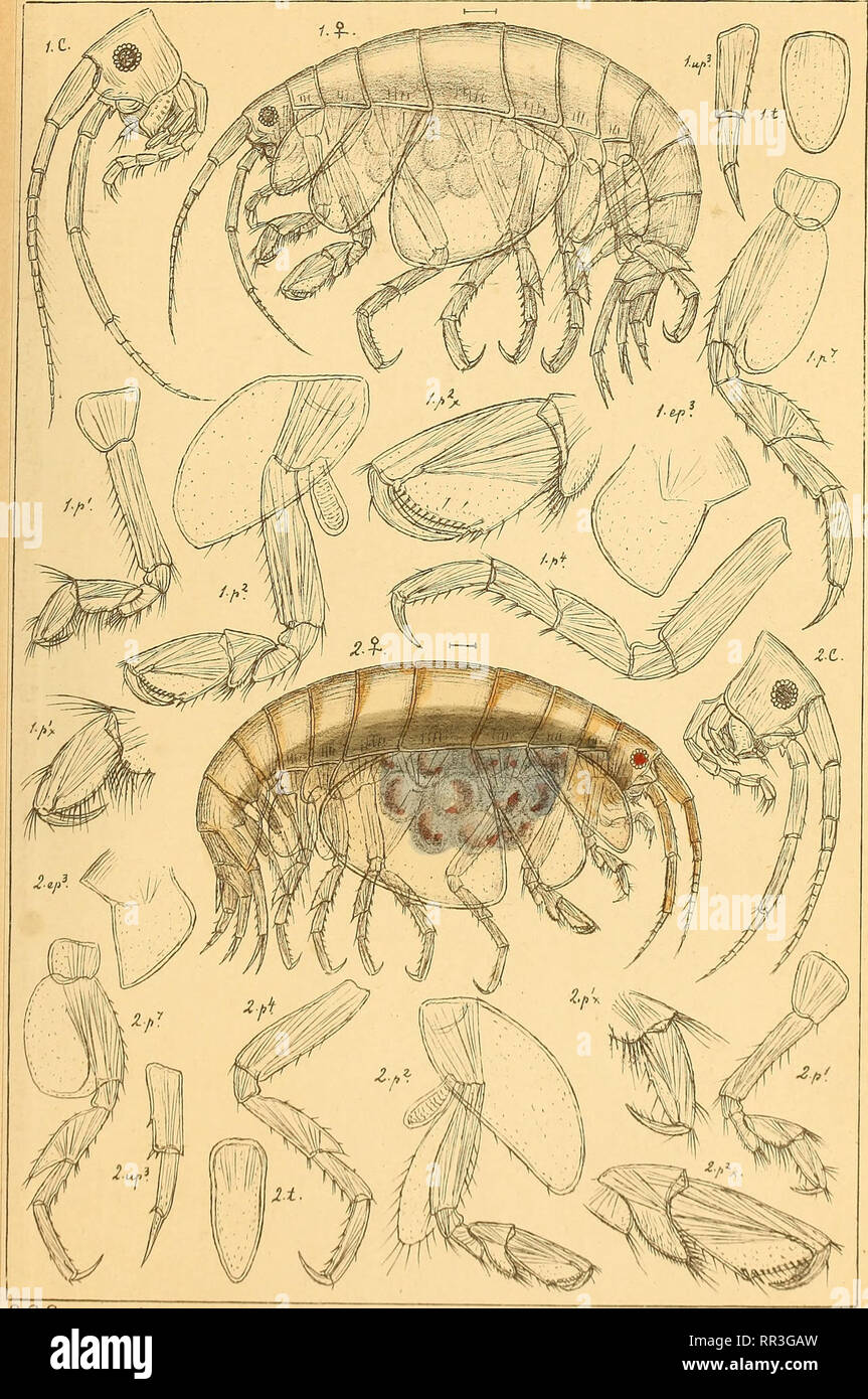 . An account of the Crustacea of Norway, with short descriptions and figures of all the species. Crustacea. S+enoihotdae. AMPHIPODA P1.94.. V GOSars autogr. I. Mefopa Solsbergi,Schneider. j 2.Me&quot;l&quot;opa invalida, n.sp.. Please note that these images are extracted from scanned page images that may have been digitally enhanced for readability - coloration and appearance of these illustrations may not perfectly resemble the original work.. Sars, G. O. (Georg Ossian), 1837-1927. Christiania, Copenhagen, A. Cammermeyer Stock Photo