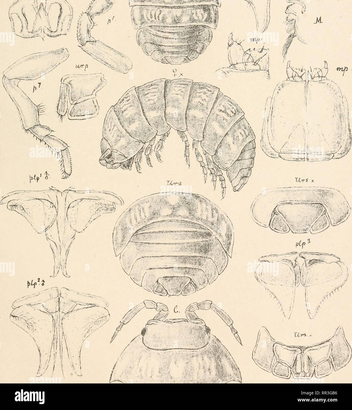 . An account of the Crustacea of Norway, with short descriptions and figures of all the species. Crustacea -- Norway. , , &lt;y - . 11 • i - • $. -: ' ^sy /:&quot; ' kj G.O. S ars, autogr. Armadillidium vulgare, (Latr.).. Please note that these images are extracted from scanned page images that may have been digitally enhanced for readability - coloration and appearance of these illustrations may not perfectly resemble the original work.. Sars, G. O. (Georg Ossian), 1837-1927. Christiania, Copenhagen, A. Cammermeyer Stock Photo