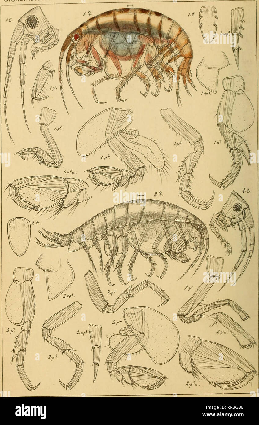 . An account of the Crustacea of Norway, with short descriptions and figures of all the species. Crustacea. StenothoidaB. AMPHIPODA PI. 93.. I G.O.Sars auto^r. I.Metopa propinqva, n-sp. 2.Me+opa leptocarpa,G.O.Sars.. Please note that these images are extracted from scanned page images that may have been digitally enhanced for readability - coloration and appearance of these illustrations may not perfectly resemble the original work.. Sars, G. O. (Georg Ossian), 1837-1927. Christiania, Copenhagen, A. Cammermeyer Stock Photo