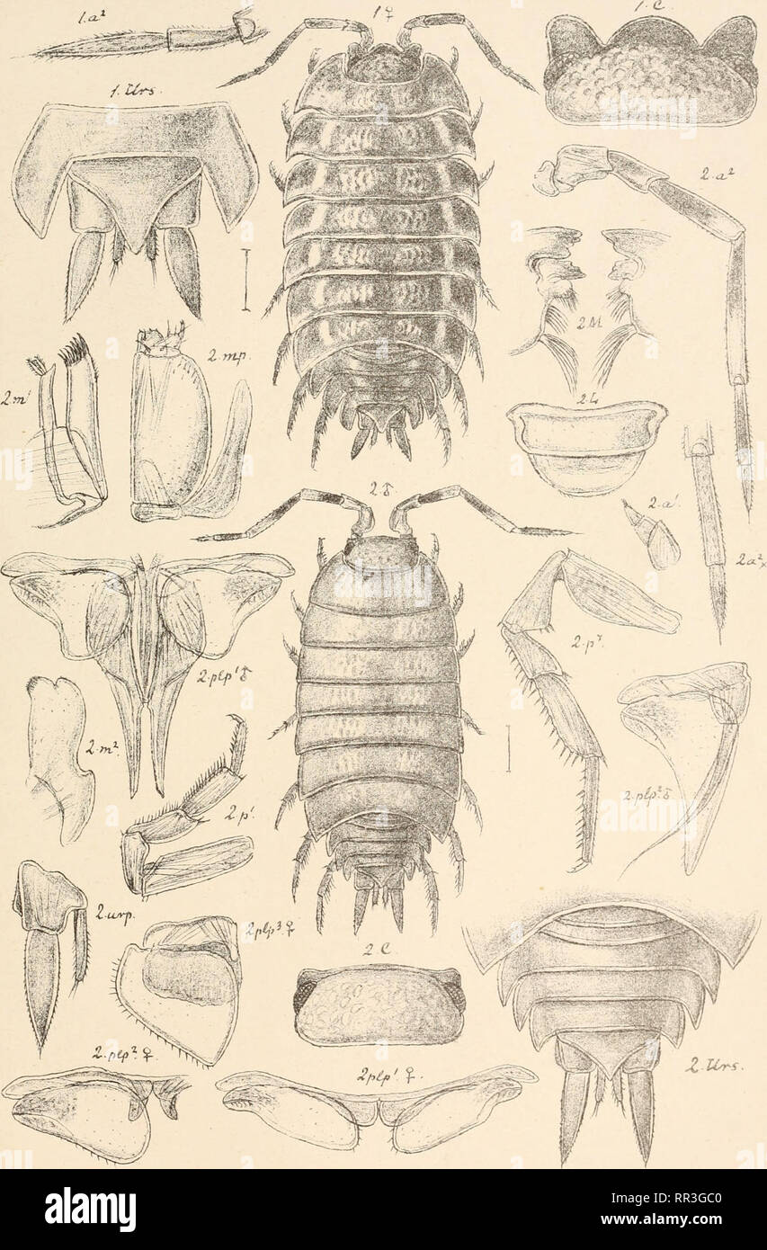 . An account of the Crustacea of Norway, with short descriptions and figures of all the species. Crustacea -- Norway. Oniscidae. I s op o da. P!. 80. , • ;&gt; &amp;f&amp;.. G. 0. S ars, autogr . 1. Porcellio Ratzeburgi, Brandt. 2. Metopo north us pruinosus, Brandt.. Please note that these images are extracted from scanned page images that may have been digitally enhanced for readability - coloration and appearance of these illustrations may not perfectly resemble the original work.. Sars, G. O. (Georg Ossian), 1837-1927. Christiania, Copenhagen, A. Cammermeyer Stock Photo