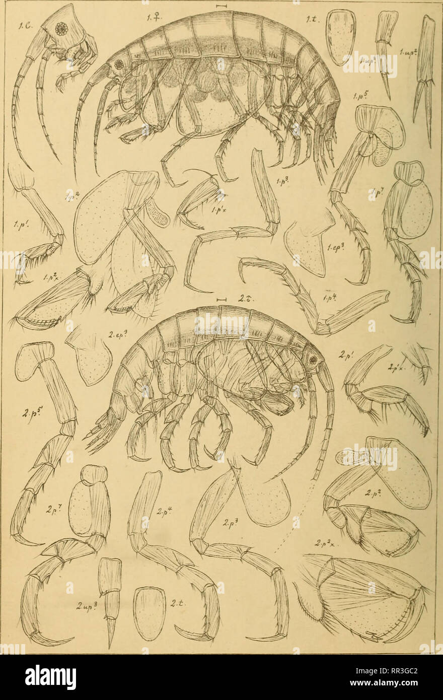 . An account of the Crustacea of Norway, with short descriptions and figures of all the species. Crustacea. Sfen+hoidae. AMPHIPODA PI. 91.. G.OSars auto^r. I. Me+opa +enuimana,n. sp. Z.Me+opa affinis, Boeck.. Please note that these images are extracted from scanned page images that may have been digitally enhanced for readability - coloration and appearance of these illustrations may not perfectly resemble the original work.. Sars, G. O. (Georg Ossian), 1837-1927. Christiania, Copenhagen, A. Cammermeyer Stock Photo
