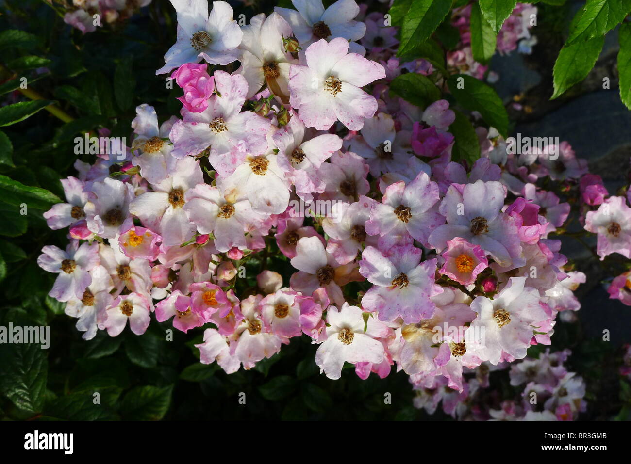 Rosa Ballerina Polyantha, rose ballerina, hybrid musk rose, agm, pink white yellow center centre shrub plant, bedding, nature, spring concept, bright Stock Photo