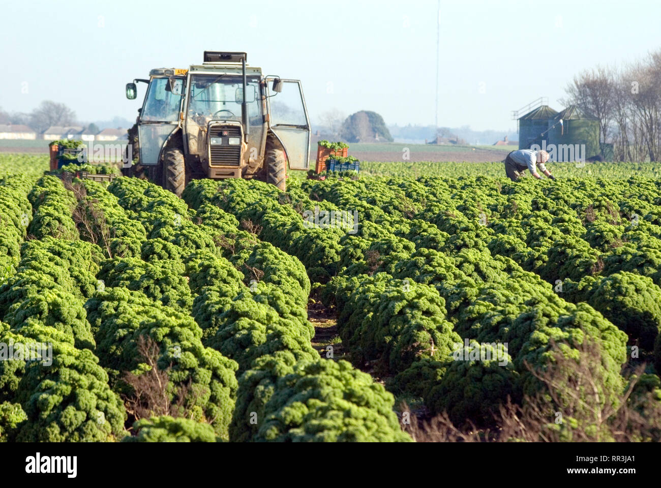 Harvesting Curly Kale, UK Stock Photo