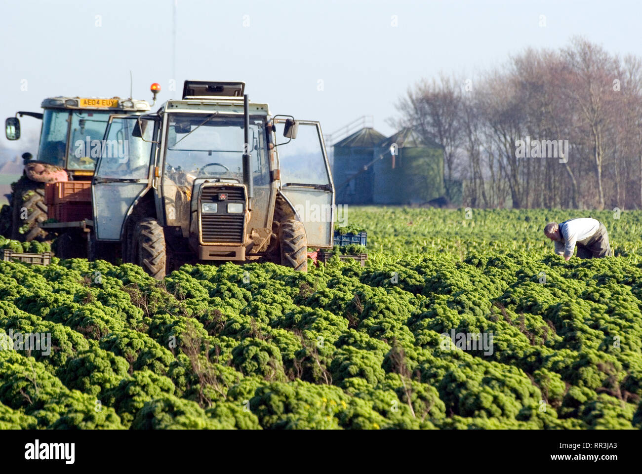 Harvesting Curly Kale, UK Stock Photo