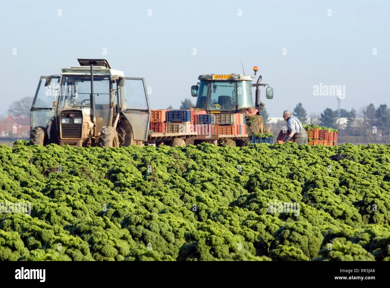 Harvesting Curly Kale, UK Stock Photo Alamy
