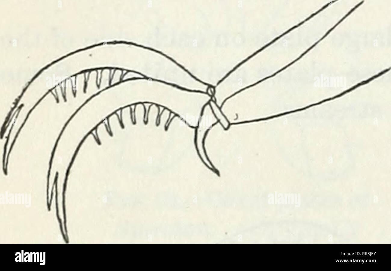 . The Acarina or mites. A review of the group for the use of economic entomologists. Mites. Fig. 97.- Atax. -Tarsal claw of (Original.) Fig. 98.—Palpus of Atax. inal.) (Orig- Hydrachna, but these also have not been placed in modern genera. Many genera have been made for exotic species. The African fauna has been explored more thoroughly than the others, but most of the forms are similar to the European. Bargena is remark- able on account of its large, median ventral furrow. Family HALACARID.E. This is a small family of marine mites. They have a leathery skin, frequently granu- late or striate, Stock Photo