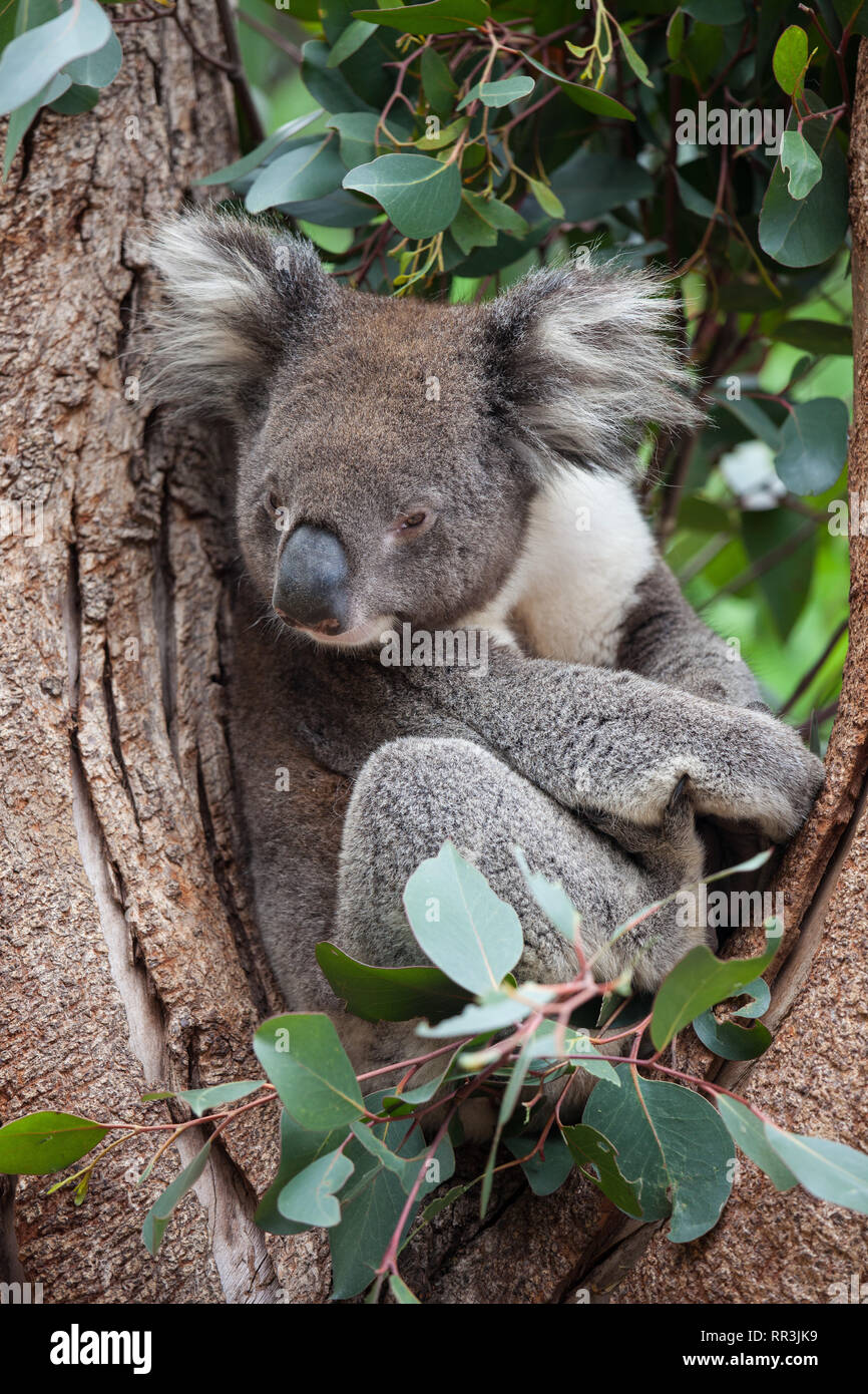 Portrait Cute Australian Koala Bear Sitting In An Eucalyptus Tree