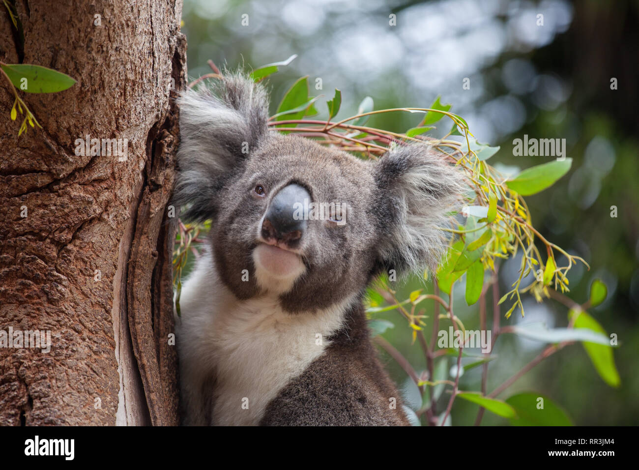 Portrait cute Australian Koala Bear sitting in an eucalyptus tree and ...