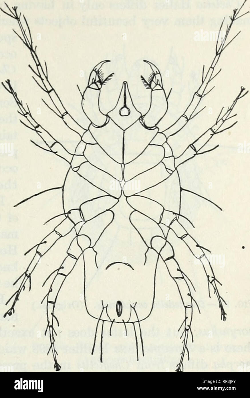 The Acarina or mites. A review of the group for the use of economic  entomologists. Mites. THE ACAEINA OR MITES. 27 But little is known of their  habits. The free-living forms