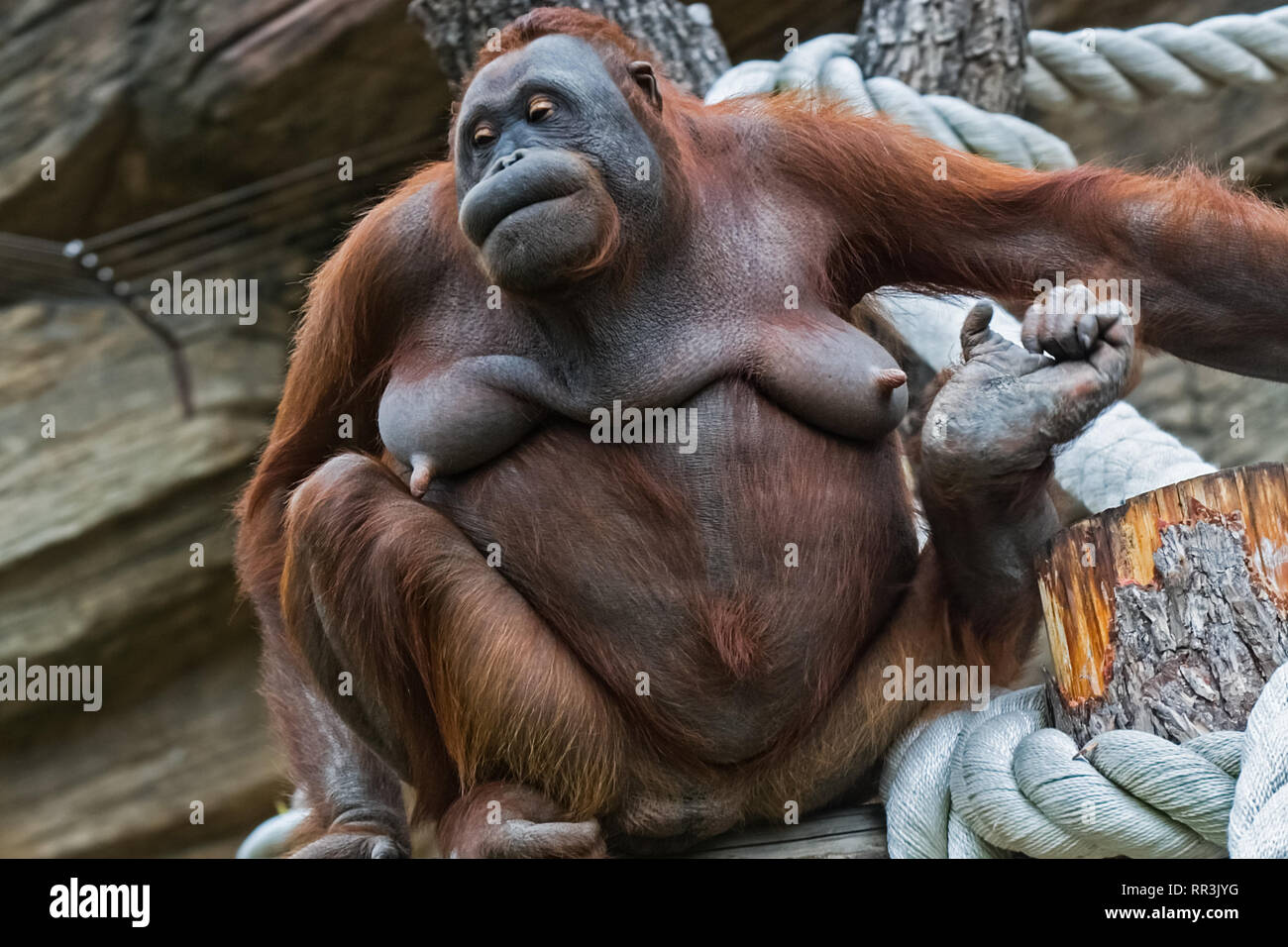 Red headed the monkey orangutan Stock Photo - Alamy