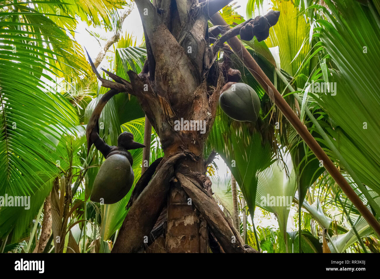 Coco de mer (Lodoicea maldivica). This is the largest and heaviest seed in the world. It can weigh up to 30 kilograms. Photographed in the Seychelles. Stock Photo