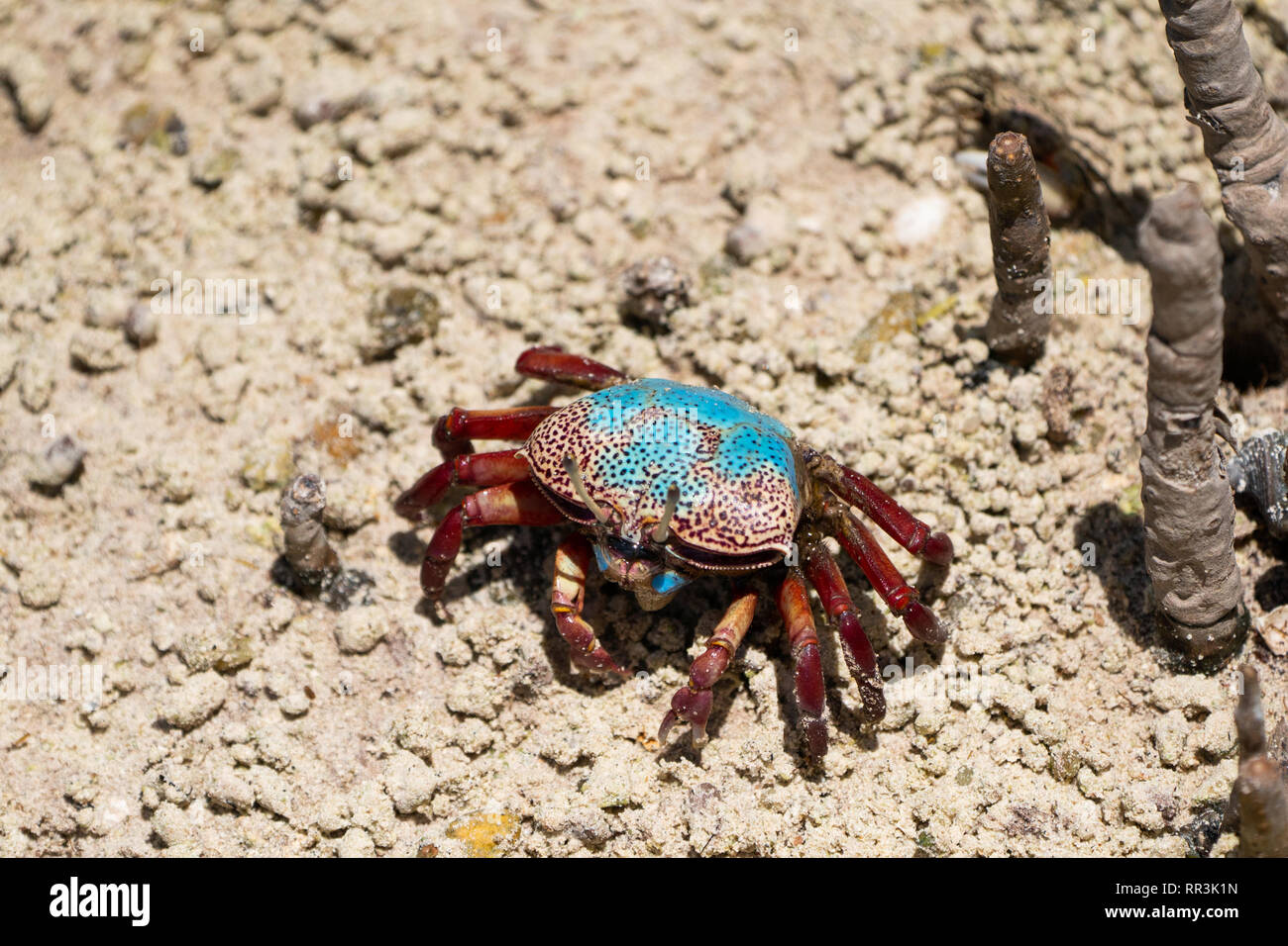 Fiddler crab (Uca tetragonon) without fully grown claws Photographed in a Mangrove swamp, Seychelles Curieuse Island in September Stock Photo