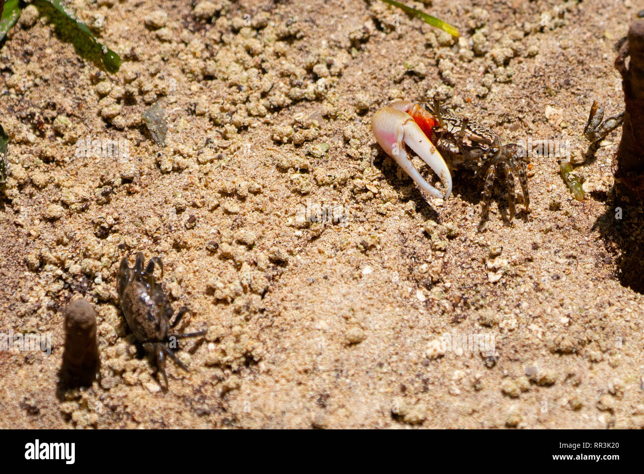 Fiddler crab (Uca tetragonon) male Photographed in a Mangrove swamp, Seychelles Curieuse Island in September Stock Photo