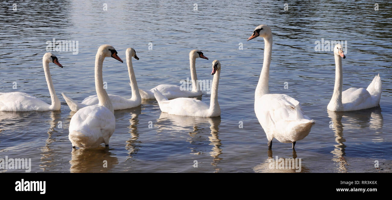 A flock of large white swans swimming in the pond Stock Photo Alamy