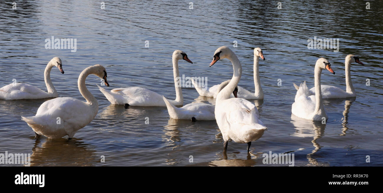 A flock of large white swans swimming in the pond Stock Photo - Alamy