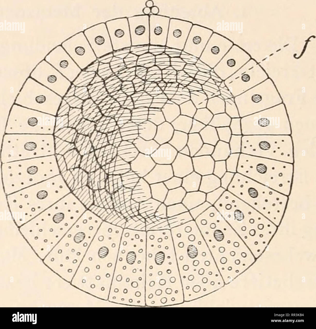 Abstammungslehre, Systematik, Paläontologie, Biogeographie 