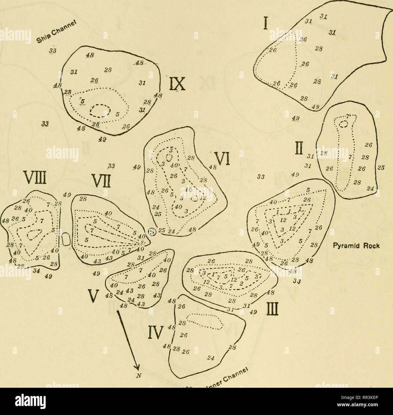 . [A biological survey of the waters of Woods Hole and vicinity. Marine animals; Marine plants. 540 BULI.ETIN OF THE BUREAU OF FISHERIES.. PyramW Rock 33 &lt;^' Chart 270.—Distribution of algae on Spindle Rocks, June 29, 1905. The character of the vegetation on the rocks had greatly changed from that of May 22 (chart 269), and marked the beginning of the characteristic summer flora and the end of the spring season. A green zone on the upper parts of the rocks was composed chiefly of Ulothrix implexa (3), Ulva Laduca var. rigida (5), and Enleromorpha intcstinalis (7); Cladophora lanosa var. un Stock Photo