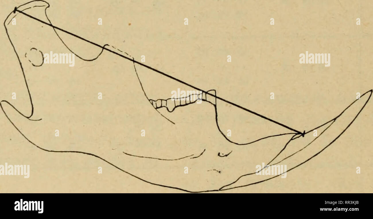. Abri-sous-roche préhistorique de la Colombière près Poncin (Ain). Prehistoric peoples. 58 ABRI-SOUS-ROCHE PRÉHISTORIQUE A la Colombière, nous avons : Arvicola amphibius, Arvicola arvalis, et peut-être quelques rares Arvicola nivalis. ARVICOLA AMPHIBIUS Desmarest, Campagnol aquatique, Rat d'eau. Animal assez grand. Longueur du corps : o m. 17 à o m. 20 [= Arvicola terrestris Linné = — schermaus Buffon = — argentoratensis Desmarest = — monticola Selys = — destructor Savi]. On distingue aisément par sa grande taille — A. amphi- bius est la plus forte espèce du genre Arvicola — et les dimen- sio Stock Photo