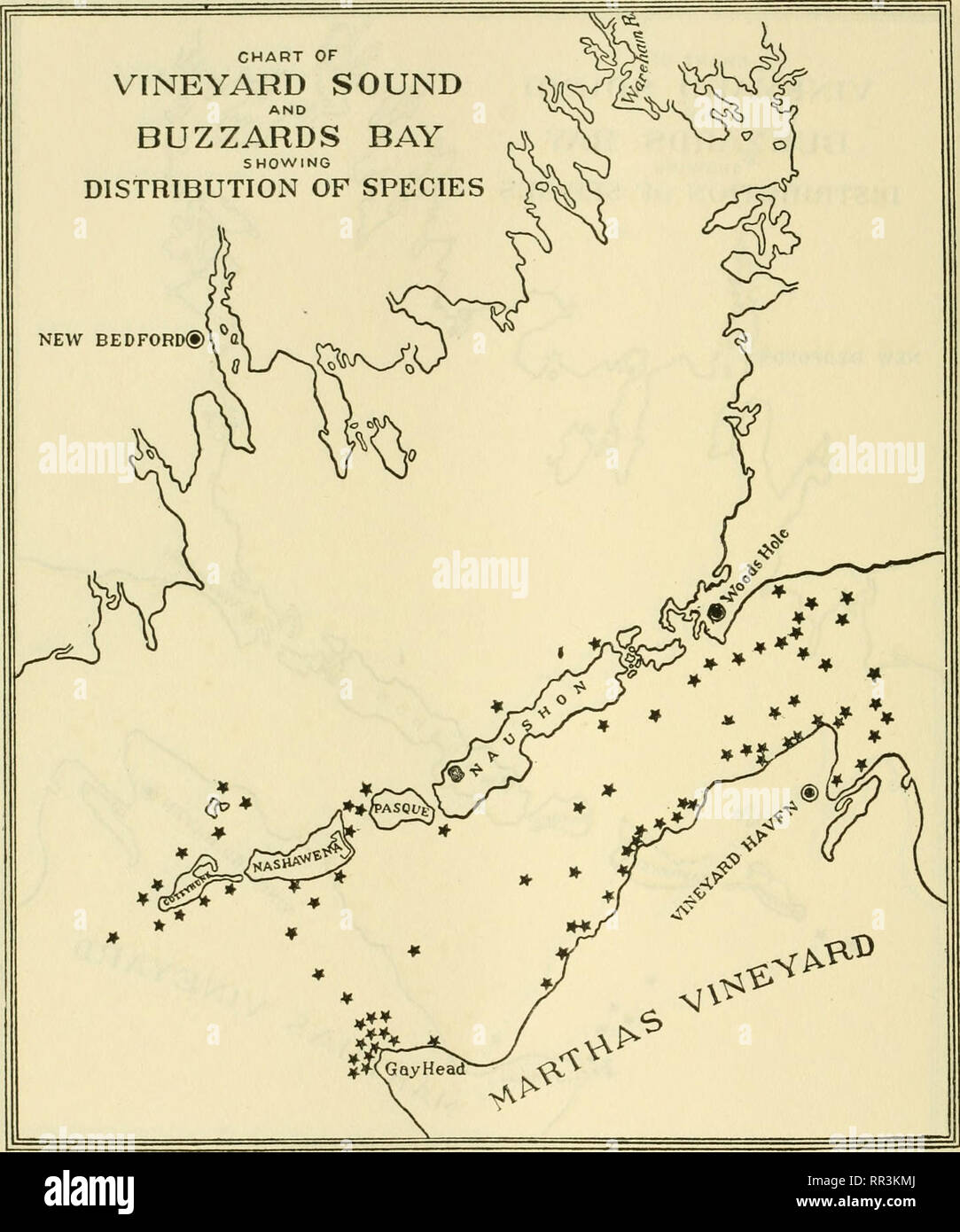 . [A biological survey of the waters of Woods Hole and vicinity. Marine animals; Marine plants. 514 BULLETIN OF THE BUREAU OF FISHERIES.. Chart 244.—Spermothamnion Tumeri (Mertens) Areschoug. This striking epiphyte is widely distributed in both Buzzards Bay and Vineyard Sound over bottoms that support growths of Chondrus, Phyllophora, and Polyides.. Please note that these images are extracted from scanned page images that may have been digitally enhanced for readability - coloration and appearance of these illustrations may not perfectly resemble the original work.. Sumner, Francis Bertody, 18 Stock Photo