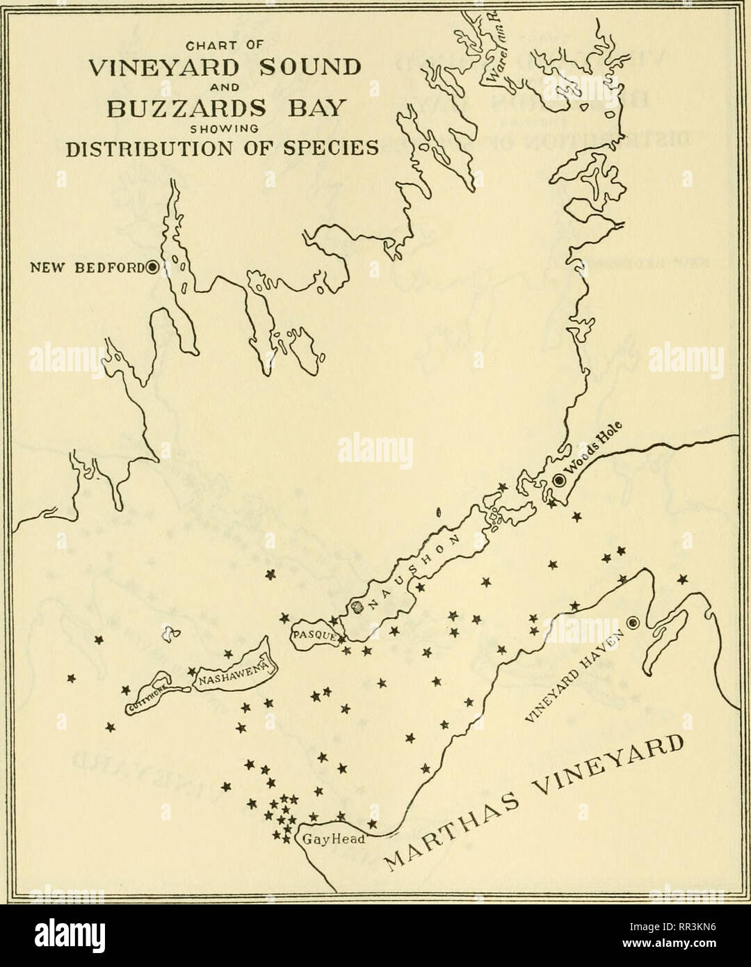 . [A biological survey of the waters of Woods Hole and vicinity. Marine animals; Marine plants. 5IO BULLETIN OF THE BUREAU OF FISHERIES.. Chart 240.—Ceramium rubrum (Hudson) Agardh. This very common species of the shallow sublittoral zone is also abundant and widely distributed in the deeper waters.. Please note that these images are extracted from scanned page images that may have been digitally enhanced for readability - coloration and appearance of these illustrations may not perfectly resemble the original work.. Sumner, Francis Bertody, 1874-; Osburn, Raymond C. (Raymond Carroll), 1872-19 Stock Photo