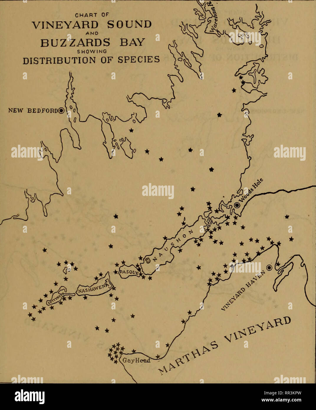 . [A biological survey of the waters of Woods Hole and vicinity. Marine animals; Marine plants. BIOLOGICAL SURVEY OF WOODS HOLE AND VICINITY. 521 CHART OF VINEYARD SOUND AND BUZZARDS BAY SHOWING DISTRIBUTION OF SPECIES )&lt;S NEW BEDFORD®. Chart 251.—Phyllophora Brodiaei (Turner) J. Agardh. Very generally distributed throughout Buzzards Bay and Vineyard Sound but most abundant in exposed situations.. Please note that these images are extracted from scanned page images that may have been digitally enhanced for readability - coloration and appearance of these illustrations may not perfectly res Stock Photo